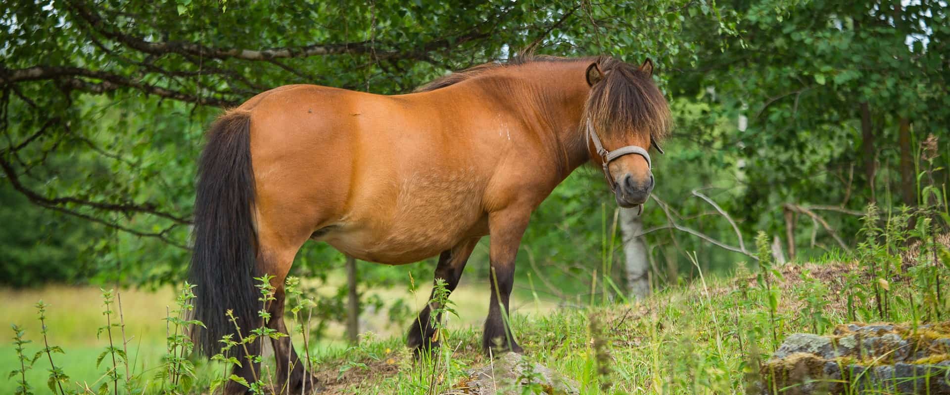 Visit Häme - hevoset, horses