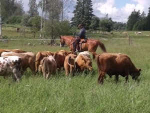 Launosten Kartano cowboy paimentaa karjaa ratsastaen
