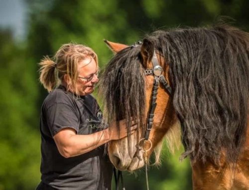 Hevonen apuna stressinhallinnassa ja läsnäolon löytämisessä – esittelyssä Cardehumma