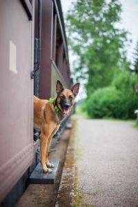 Koira kurkistaa Jokioisten Museorautatien junasta