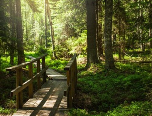 Liesjärvi National Park: A Tranquil Oasis in Tammela