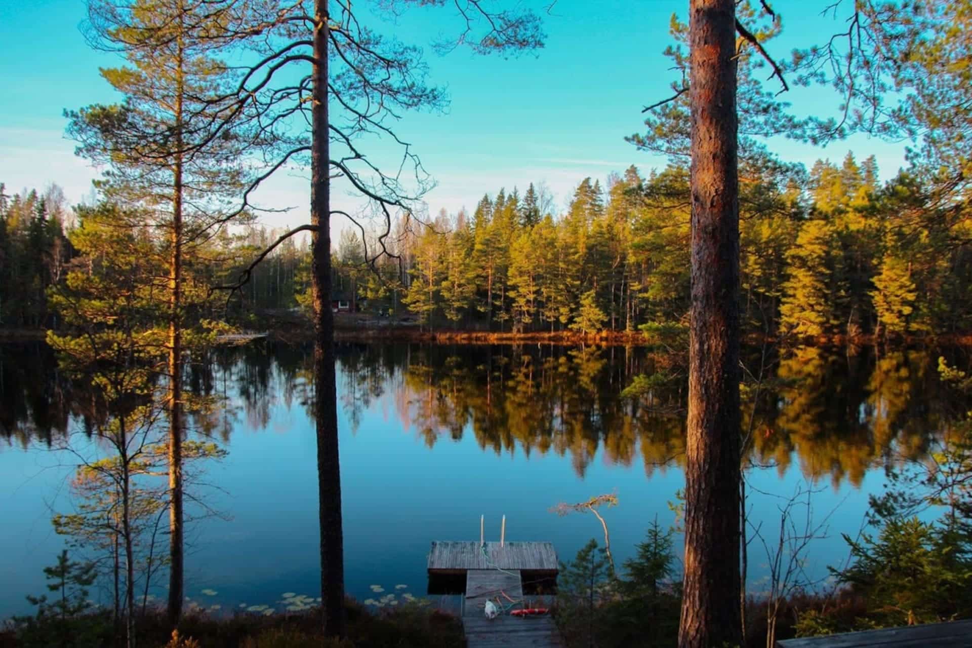 Neljä ihmistä kävelemässä suomaisemassa pitkospuilla, takana korkeita puita, joiden välistä pilkistää auringonsäteitä.