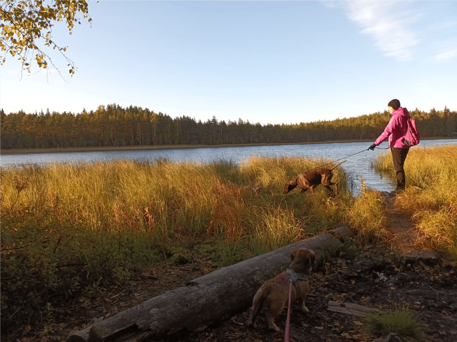 Naisella on koira hihnassa. Koira menee haistelemaan kaislikkoon järven rannalla. Etualalla on toinen koira hihnassa.