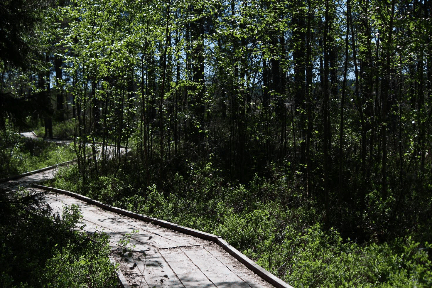 Leveät pitkospuut kulkevat metsässä.