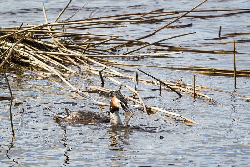 Lintu keväisessä vesistössä.