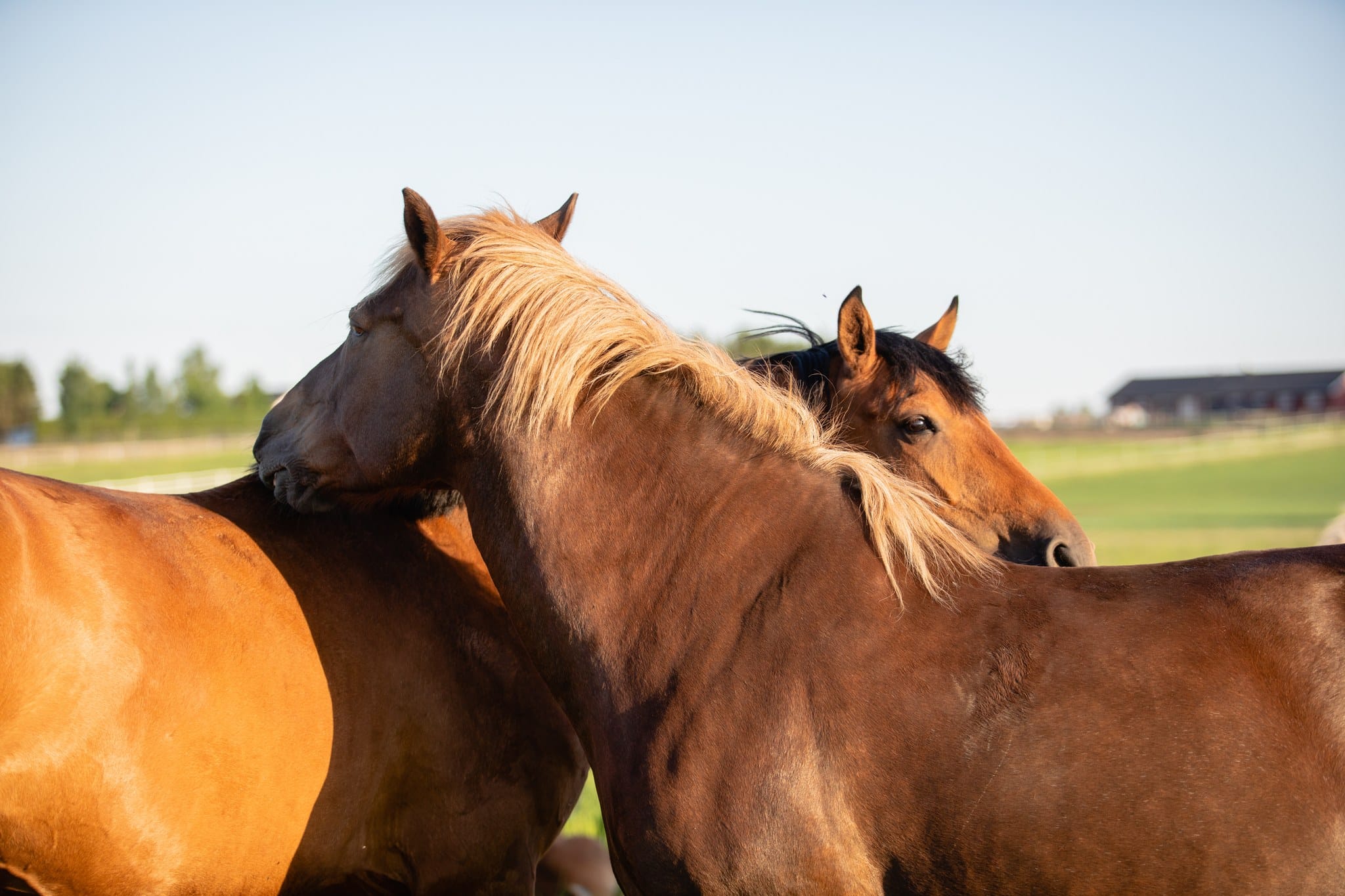 Two horses on a pasture