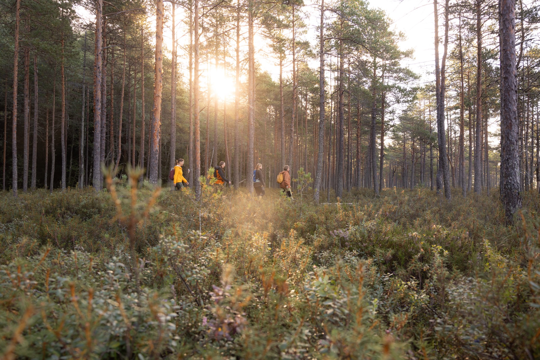 Ihmiset ovat kävelemässä suoalueella metsän laidalla ja aurinko paistaa puiden takaa.