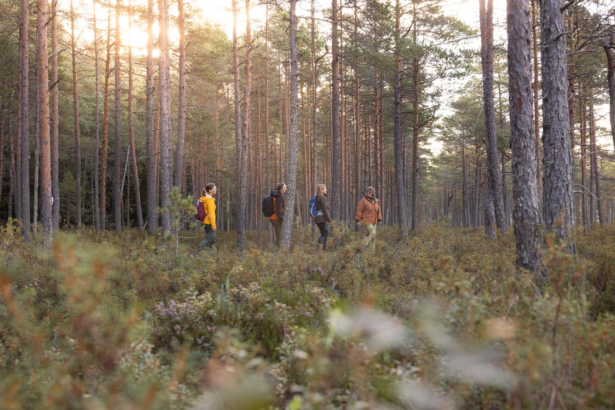 Four women are walking in a bog. A forest is behind them and the sun is shining from behind the trees.