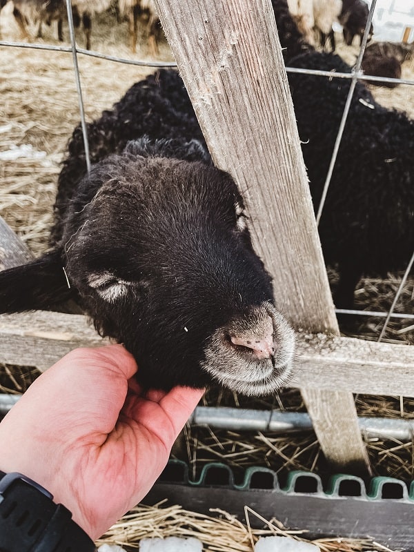 Musta lammas, jota rapsutetaan.