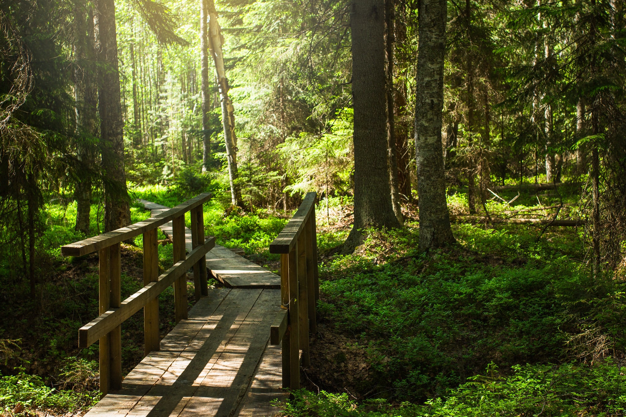 Wooden small bridge goes into the lush green forest.