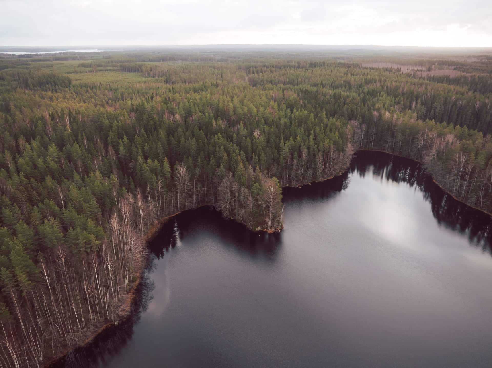 Neljä ihmistä kävelemässä suomaisemassa pitkospuilla, takana korkeita puita, joiden välistä pilkistää auringonsäteitä.