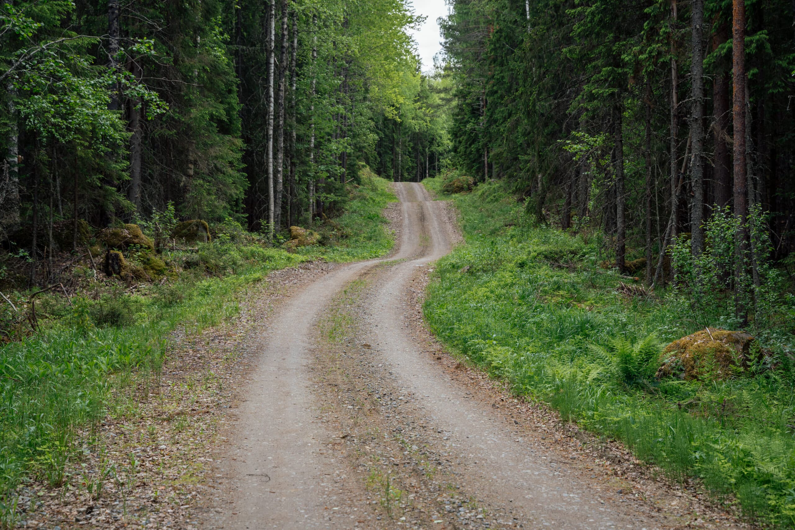 Hiekkatie metsän keskellä.