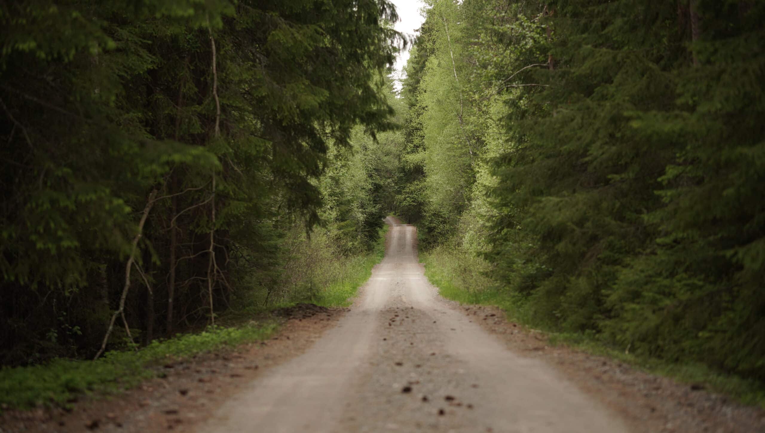 Hiekkatie metsässä.