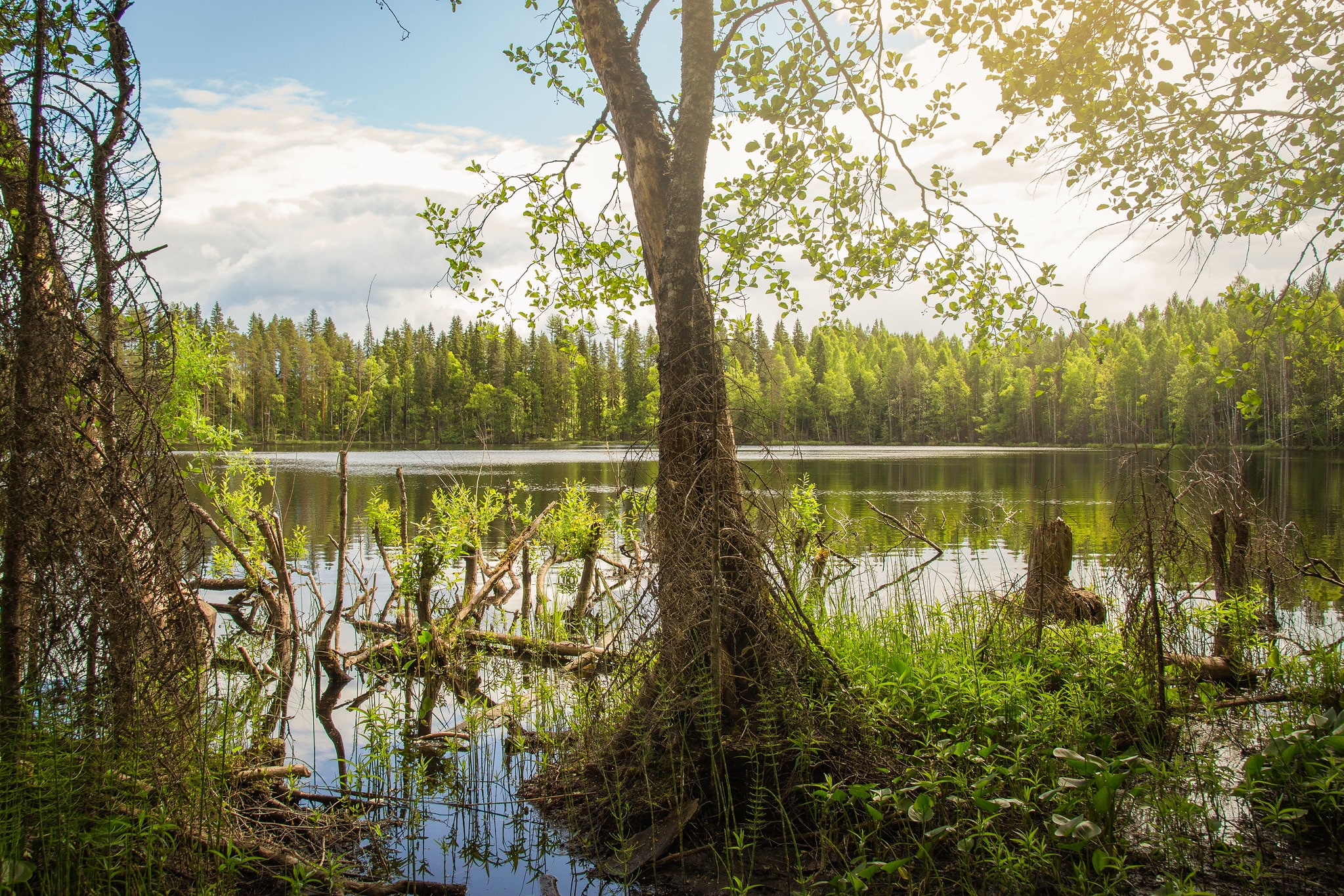 Järvimaisema metsästä katsottuna.