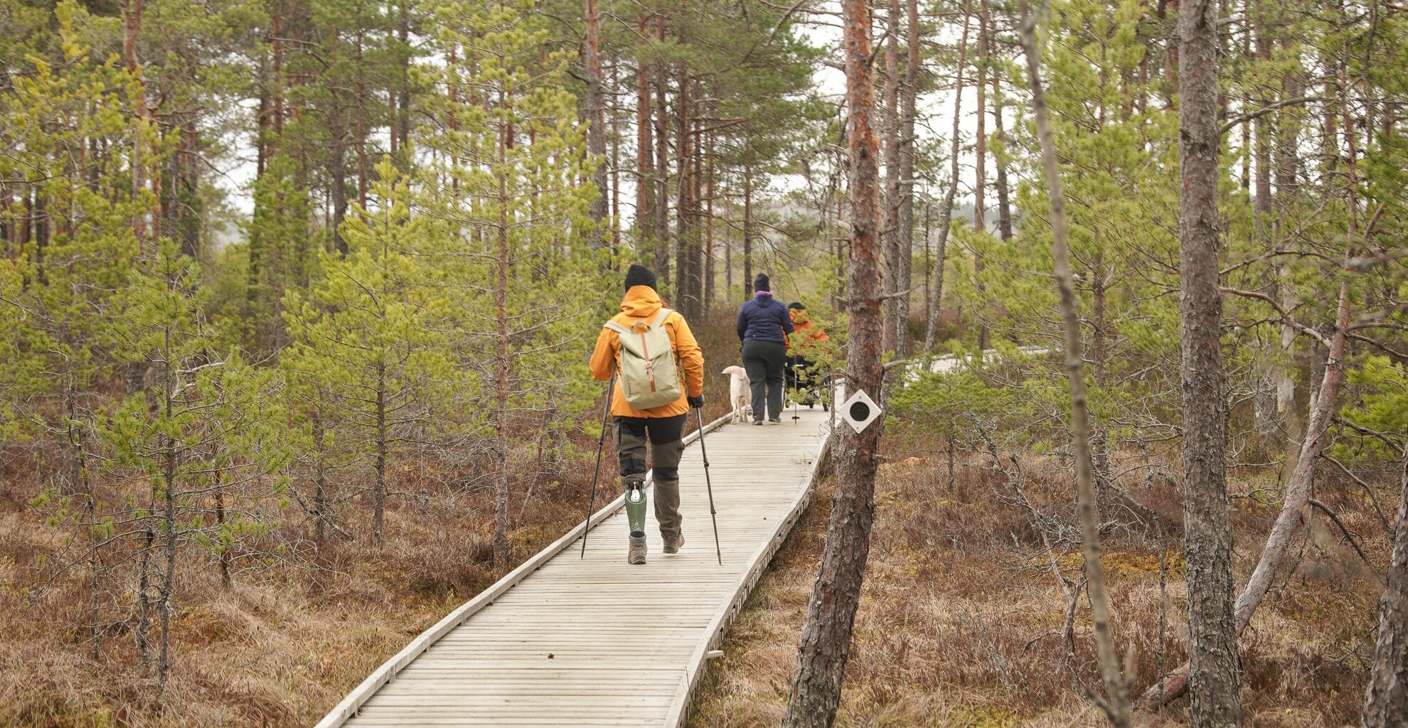 Torronsuon esteettömällä Suokukkapolulla on leveät ja puiset pitkokset.