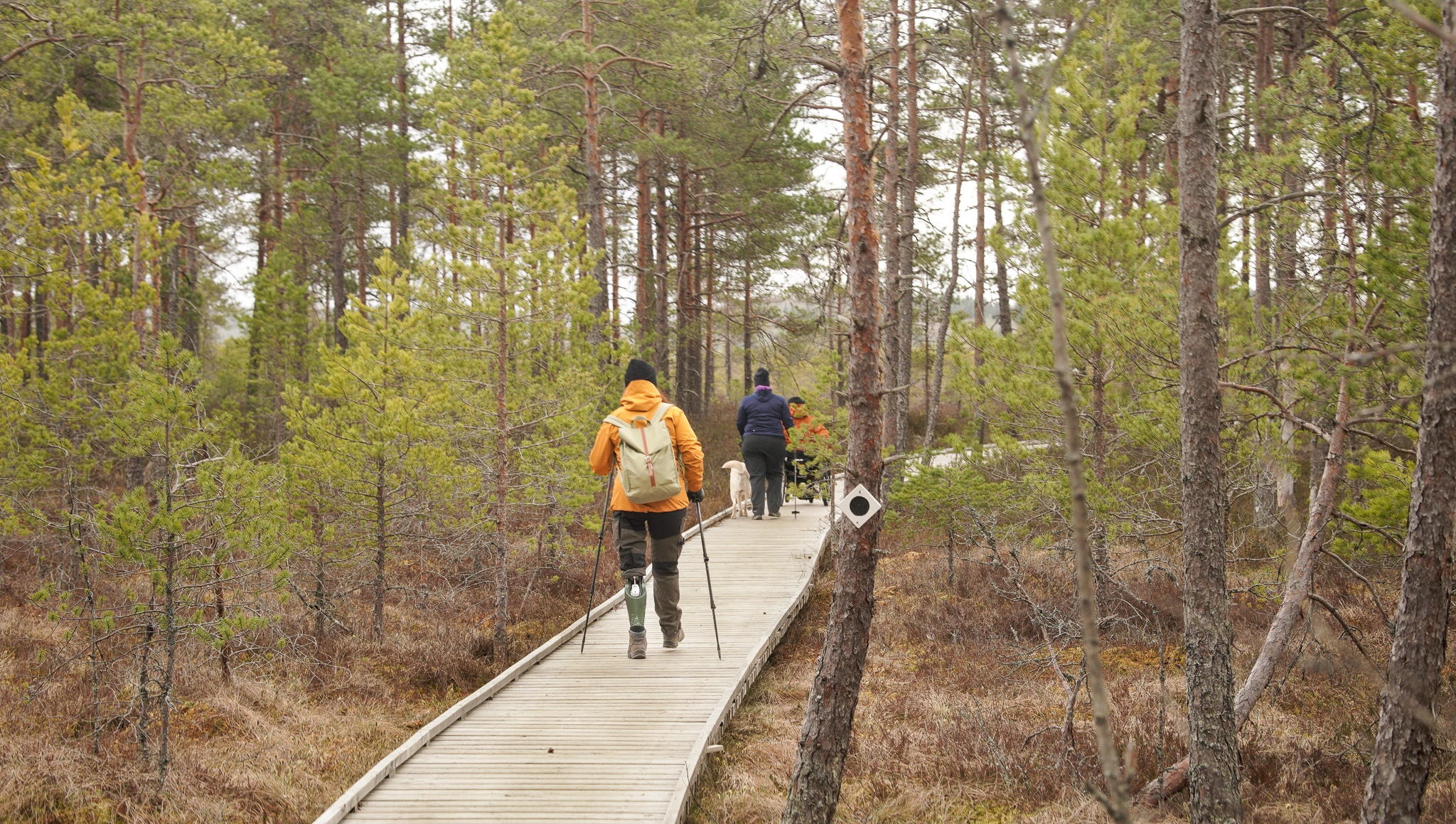 Torronsuon esteettömällä Suokukkapolulla on leveät ja puiset pitkokset.