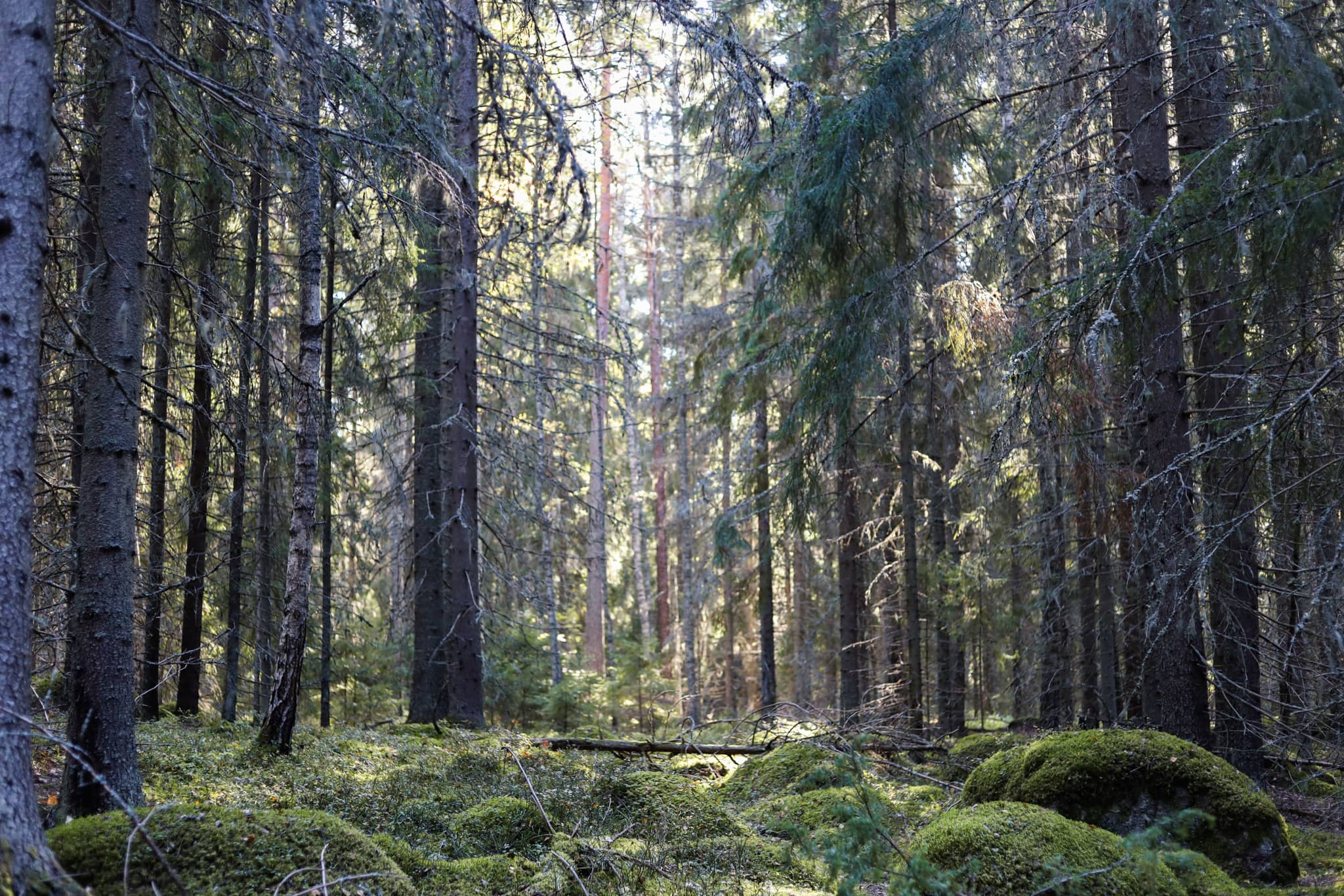 Sun shines behind the trees in a forest of Hietasalo island.