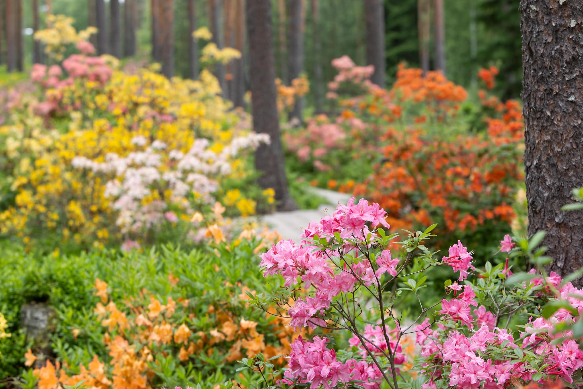 Colourful flowers in a forest